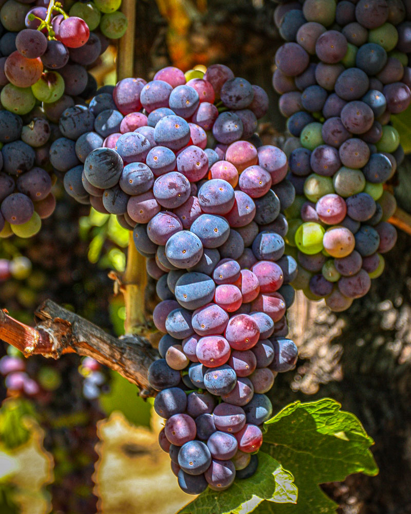 Grapes3 8x10-ib-IMG_6697-001