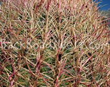 StockCactus stock-ib-IMG_7949-004-21