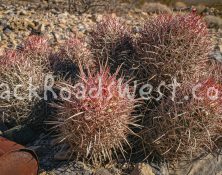 StockCactus stock-ib-img0027-002-17