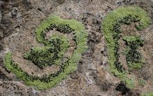 Designs by Lichen 2x3-ib-IMG_1060-2-001