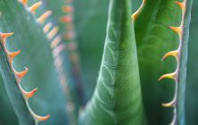 Heart of an Agave-ib-IMG_0350 8x10-001