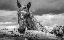 Horse 1 8x10-ib-IMG_3868-Edit-001
