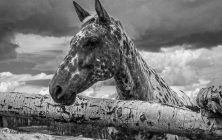 Horse 2 8x10-ib-IMG_3869-Edit-001