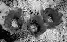 CactusFlowerTriple B&W 2x3-ib-IMG_2218-001