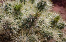 Cholla 1 8x10-ib-IMG_1966-001