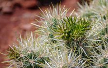 Cholla 2 8x10-ib-IMG_1969-001