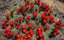 Claret Cup 1 8x10-ib-IMG_2385-001