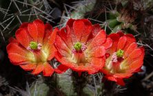 Claret Cup 2 8x10-ib-IMG_2387-001