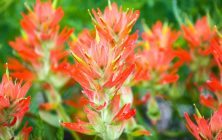 Colorado Paintbrush 11x14-ib-IMG_0288 5x7-001