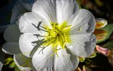 Dune Primrose 1 8x10-ib-115_1525-2-001