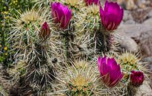 HedgehogInBloom 8x10-ib-IMG_2259-001