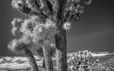 Joshua Tree B&W 2x3-ib-IMG_8397-Edit-001