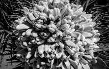 Joshua Tree Bloom B&W 1 2x3-ib-IMG_0409-2-001