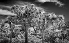 Joshua Trees B&W 2x3-ib-IMG_1135-Edit-001