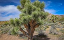 JoshuaTree1 8x10-ib-IMG_1994-001