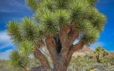 JoshuaTree2 8x10-ib-IMG_1995-001