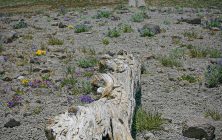 Mammoth Lakes Log 2x3-ib-img0034-001