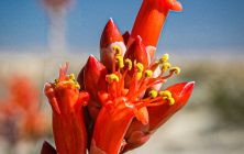 Ocotillo Bloom 2x3-ib-IMG_7533-2-001