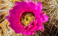 Pink Cactus Flower 1 8x10-ib-IMG_3120-Edit-001