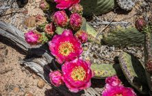 Pink Cactus Flower 2 2x3-ib-IMG_7786-2-001
