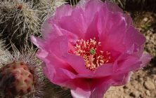 Pink Cactus Flower 3 8x10-ib-IMG_2212-001