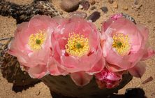 Pink Cactus Flower 4 2x3-ib-IMG_7781-2-001