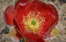 Red Cactus Flower 8x10-ib-IMG_1020-2-001