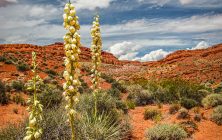 Sand Mountain 1 2x3-ib-IMG_5497-2-001