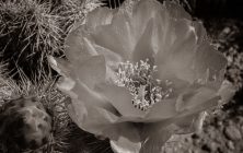 SepiaCactusFlower1 8x10-ib-IMG_2212-001