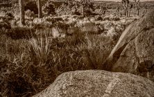 SepiaDesertAfternoon2 2x3-ib-IMG_8466-Edit-2-001