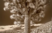SepiaJoshuaTree 2x3-ib-IMG_8409-Edit-001