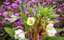 ThreeInOne 2x3-ib-115_1596-2-001
