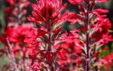 Utah Paintbrush 8x10-ib-IMG_2371-001