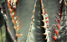 Agave 2 a 11 x 14-ib-IMG_6573 5x7nogreen-001