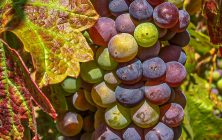 Grapes 1 a 8x10-ib-IMG_6694-001