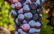 Grapes 2 2x3-ib-IMG_6696-001