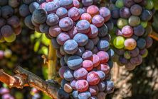 Grapes3 8x10-ib-IMG_6697-001