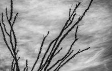 Ocotillo Silhouette a 8x10-ib-IMG_7612-2-001