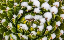 Queen Victorias Agave 1 8x10-ib-SnowFeb2013 054-3-001