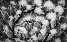 Queen Victorias Agave B&W 8x10-ib-SnowFeb2013 054-2 8x10-001