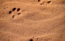 Tracks in the Sand 8x10-ib-IMG_1837-001