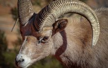 Zion Bighorn 8x10-ib-IMG_0039 8x10-001