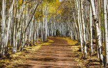 Aspen Road 16x20-ib-IMG_6882-3-001