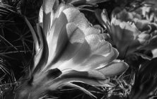 Cactus Flower B&W 1 16 x 20-ib-IMG_2312-001