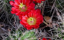 Claret Cup 3 16x20-ib-IMG_2326-001