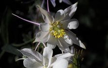Columbine 1 16x24-ib-IMG_2805-2-001