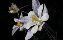 Columbine 2 16x20-ib-IMG_2815-2-001