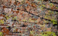 Lichen 1 16 x 20-ib-IMG_2110-001