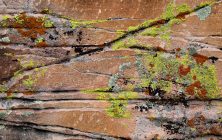 Lichen 2 16 x 20-ib-IMG_2114-001