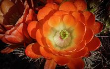 Orange Cactus Flower 1 16x24-ib-IMG_2305-001